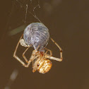 Common house spider vs. pillbug