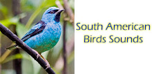 South American Birds Sounds APK