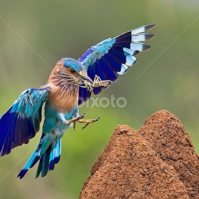 ROLLS WITH FEED.. . by Mohan Munivenkatappa - Animals Birds
