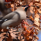 Bohemian Waxwing