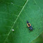 Asian Lady Beetle Larvae