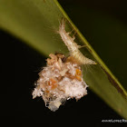 Lacewing larvae