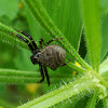 Crab Spider / Račji pauk