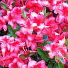 Azalea cultivar