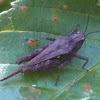 Black-sided Pygmy Grasshopper
