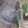 Small-Spotted Genet