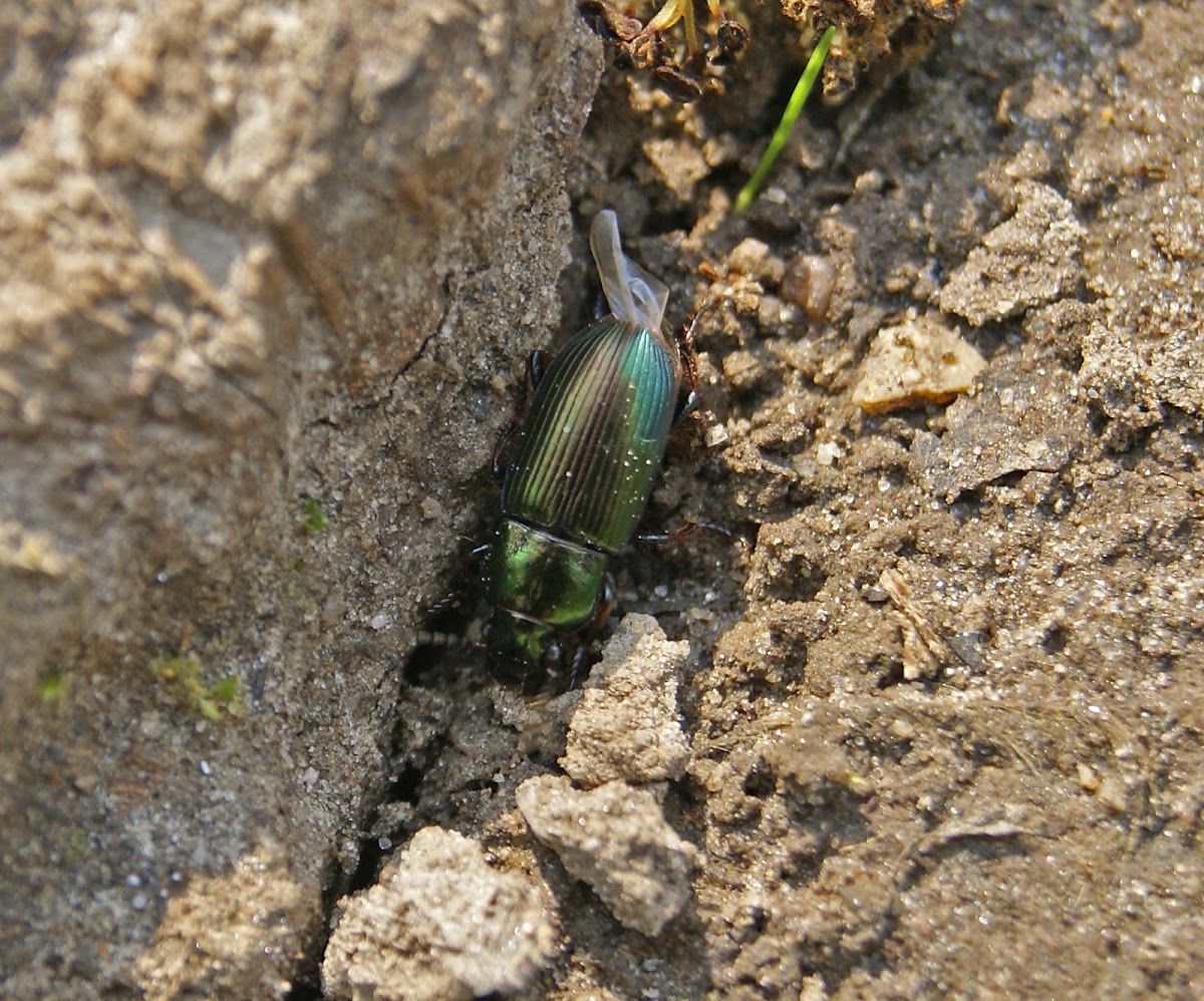 Harpalus Beetle