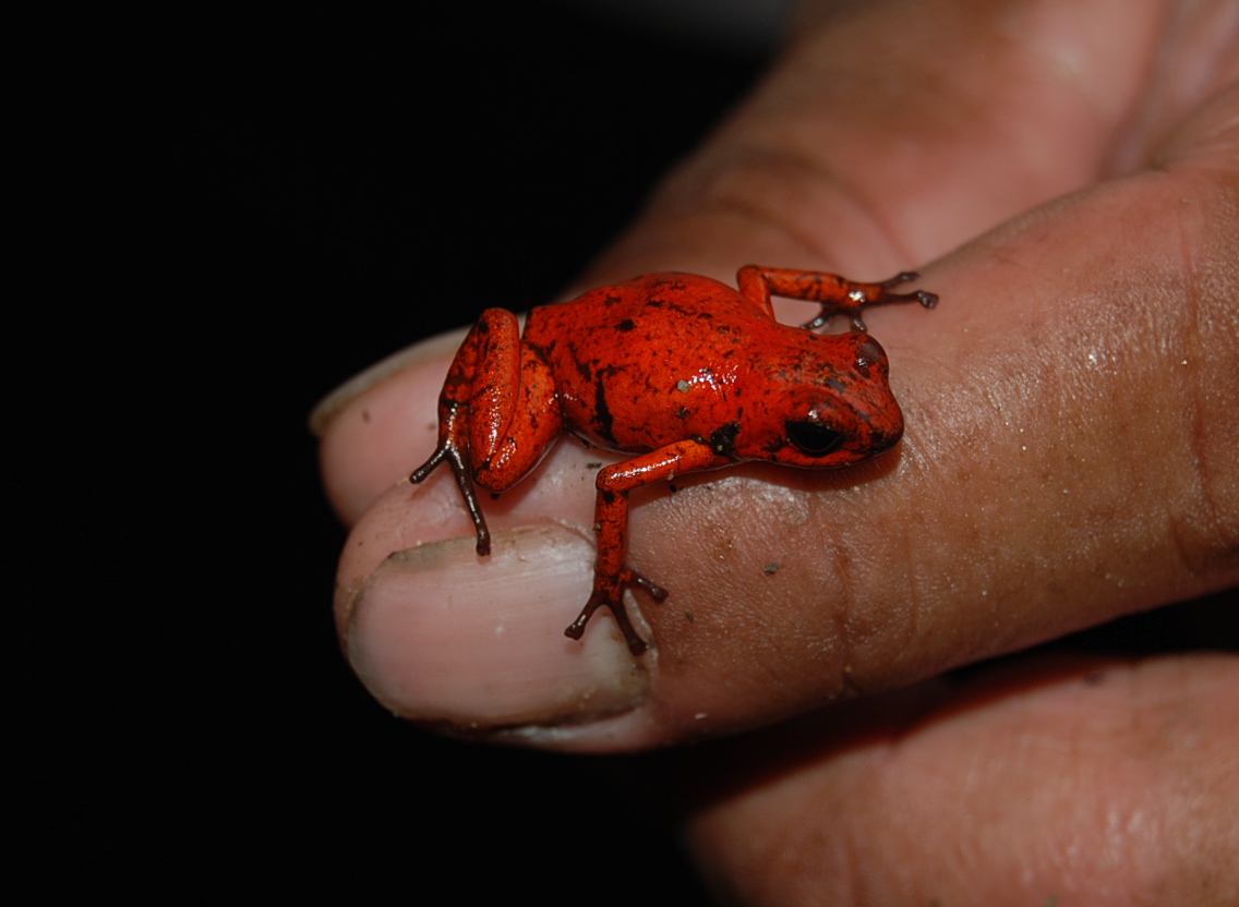 Strawberry Poison Dart Frog