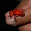 Strawberry Poison Dart Frog