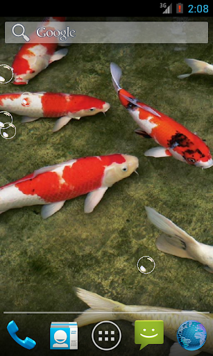 Real Koi Fish HD