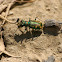 Badlands Tiger Beetle