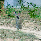 Black-naped Hare
