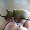 Elephant beetle