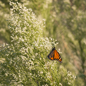 by Daniel Douriet - Animals Insects & Spiders