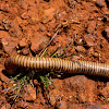 Giant Black Millipede