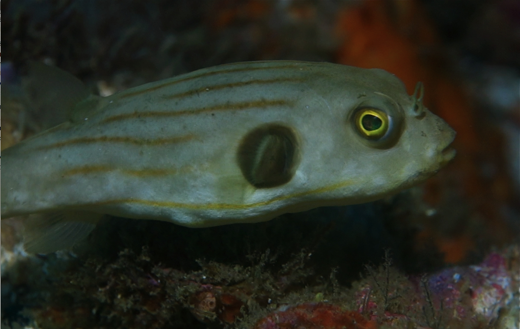 Narrow-lined/Striped Pufferfish