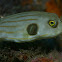 Narrow-lined/Striped Pufferfish