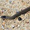 baby colubrid snake