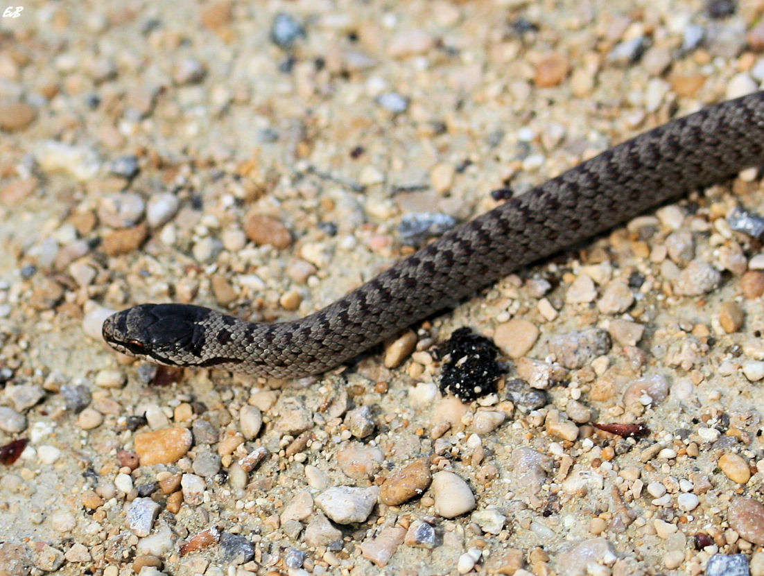 baby colubrid snake