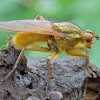 Golden Dungfly