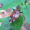 Bilberry shield bug