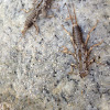 Stonefly larvae and exuvia