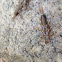 Stonefly larvae and exuvia