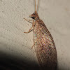 Brown lacewing