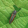 Metallic Wood Boring Beetle