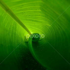 After the rain by Nithya Purushothaman - Nature Up Close Leaves & Grasses