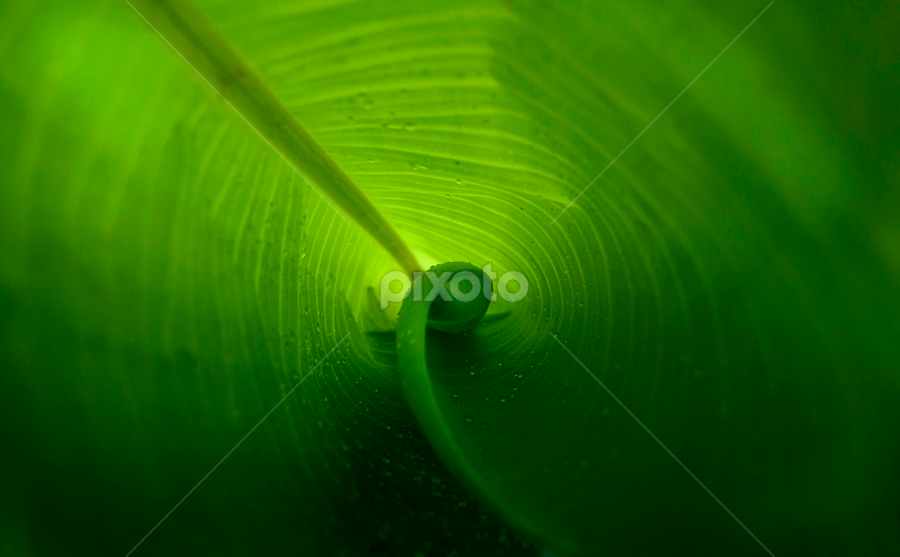After the rain by Nithya Purushothaman - Nature Up Close Leaves & Grasses