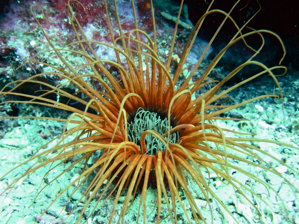 Orange tube anemone