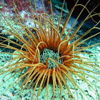 Orange tube anemone