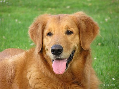 How to download Dogs App 2.2 unlimited apk for laptop