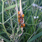 Large Milkweed Bug Nymphs