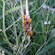 Large Milkweed Bug Nymphs