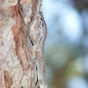 Ornate Tree Lizard