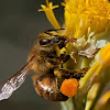 ambush bug eating a honey bee