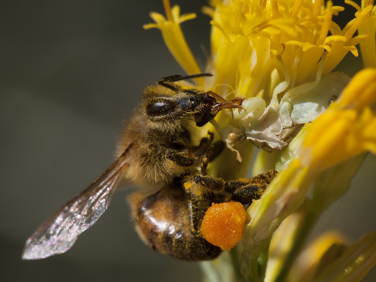 ambush bug eating a honey bee