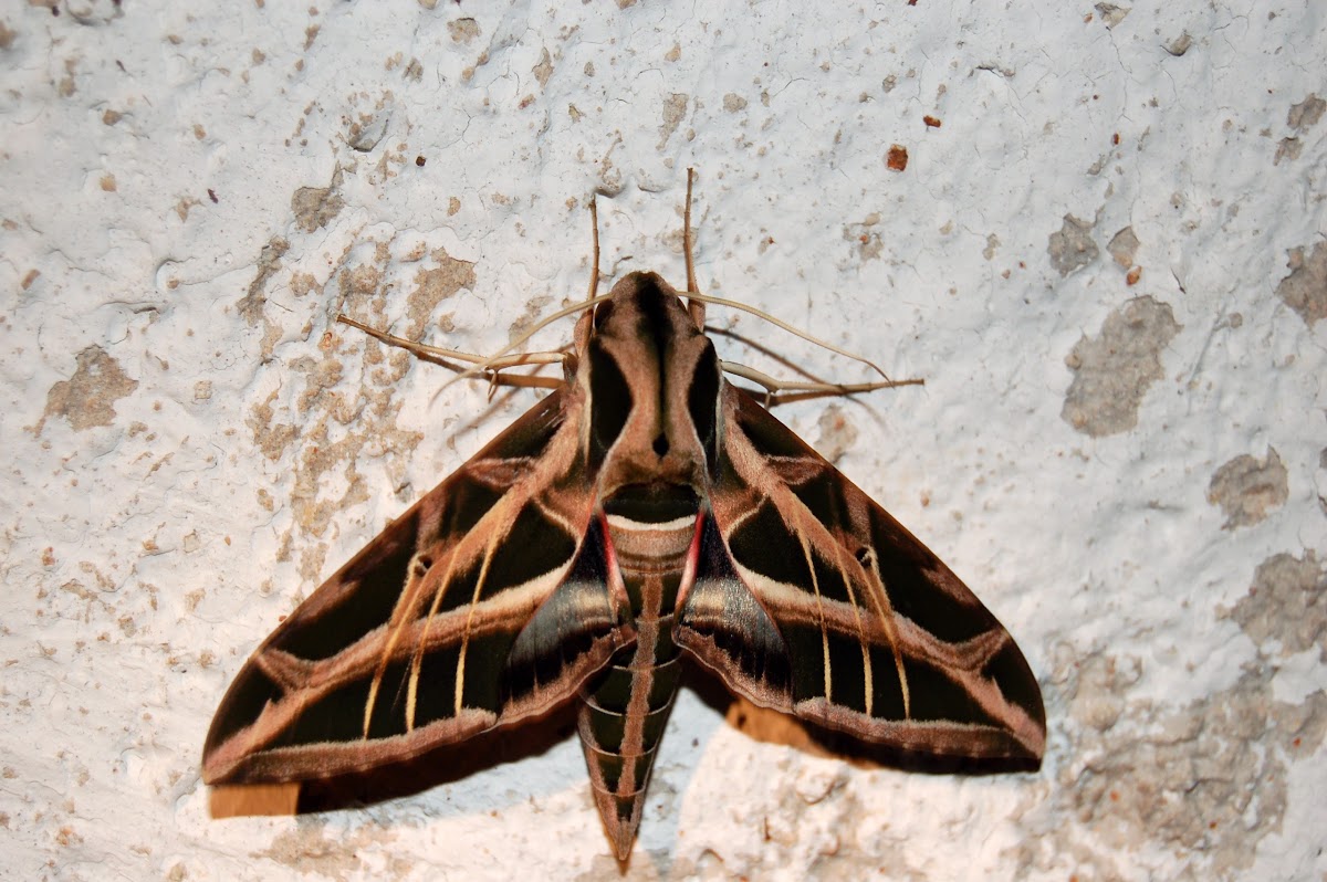 Vine Sphinx Moth