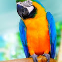 Macaw