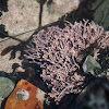 Coralline algae
