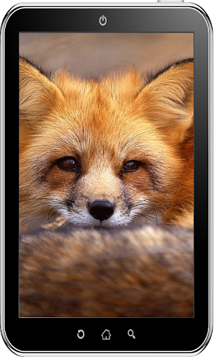 【免費個人化App】Fox Wallpaper HD-APP點子