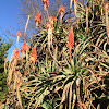 Krantz Aloe