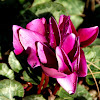 Cyclamen