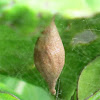 Egg Sac Two-spined Spider