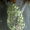 Tree frog Egg mass