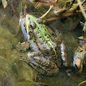 Pool Frog