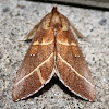 White Dotted Prominent