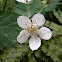 Himalayan Blackberry plant